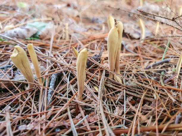 istock Mushrooms Clavariadelphus Sachalinensis 1340736803