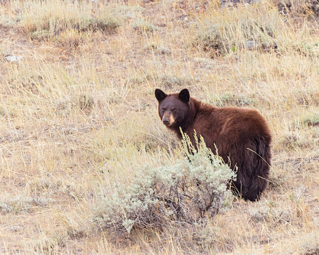 A cinnamon-colored black bear sniffs the air in Wyoming