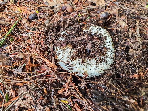 Mushroom Lactarius Deceptivus in a forest.