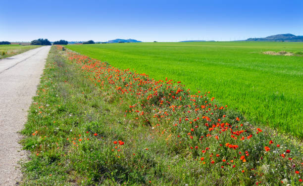 istock Spring meadow poppies Camino de Santiago 1340738111