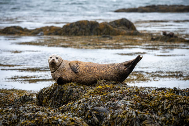 Ytri Tunga beach with seals in Iceland