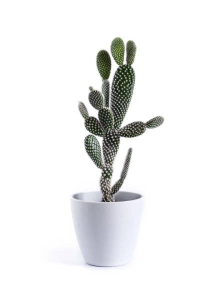 istock Opuntia microdasys var. albispina cactus in a pot isolated on white background 1340739488