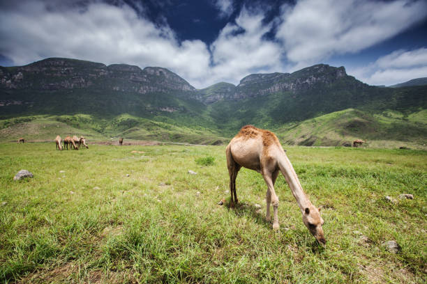 photo taken from Oman