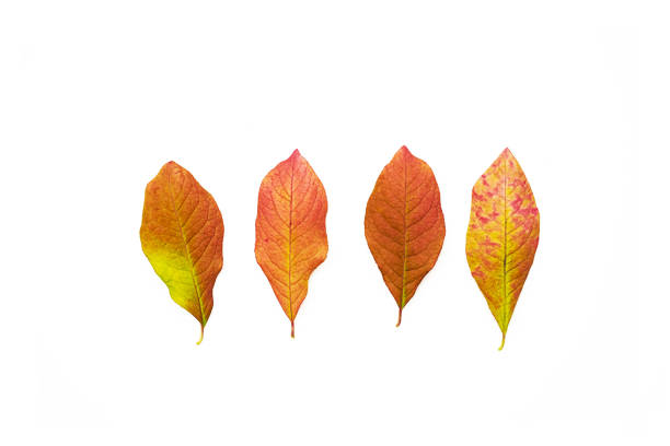 istock Falling colored leaves set isolated on white. Beautiful autumn leaves. 1340740983