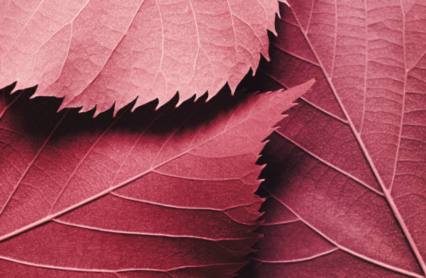 istock Detail of red tree leaf, natural background 1340741933