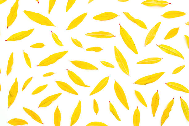 istock Autumn wallpaper with fall leaves on white background. Flat lay, top view. Thanksgiving day concept. 1340742036