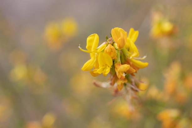 acmispon glaber bloom - red rock cp mrca - 052121 a - rosids fotografías e imágenes de stock