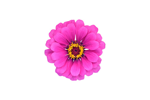 Imágenes de Flores Png | Descarga imágenes gratuitas en Unsplash Imágenes de Flores Png | Descarga imágenes gratuitas en Unsplash