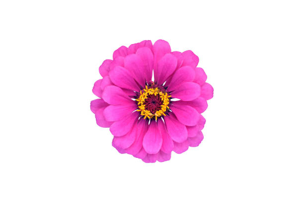flor rosa sobre fondo blanco - una sola flor fotografías e imágenes de stock