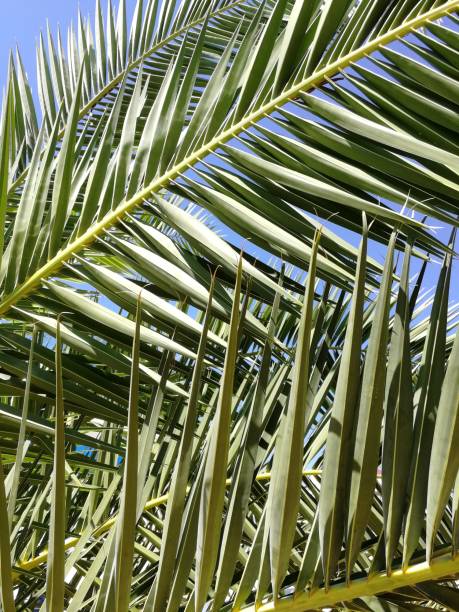 istock Green palm leaves on the black sea 1340743752