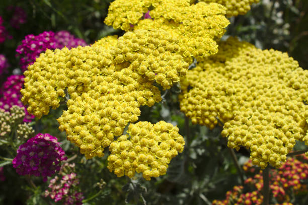 fernleaf yarrow in the garden blossoming fernleaf yarrow in the garden fernleaf yarrow in garden stock pictures, royalty-free photos & images