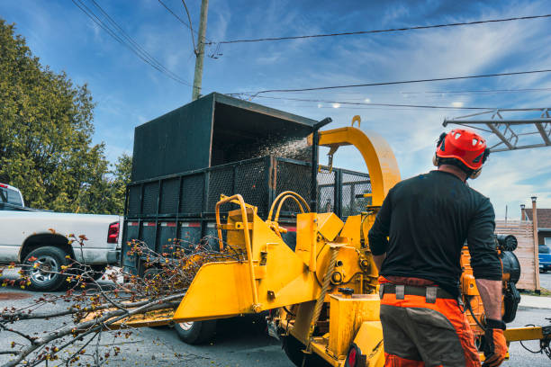 Wood chipping time! An arborist, in action, is placing branches in a mobile industrial wood chipper. wood chip stock pictures, royalty-free photos & images