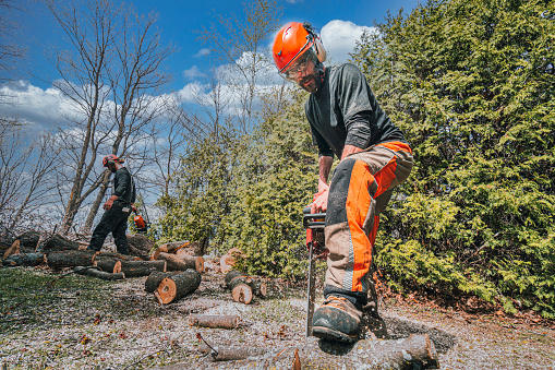 After a sick maple tree has been cut down, two arborists are busy with the branches and trunk of a tree.