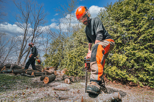 Men in the village of Lhok Keutapang chop and split wood with a chainsaw during land clearing in the forest. Being a woodcutter is a daily job to make ends meet.