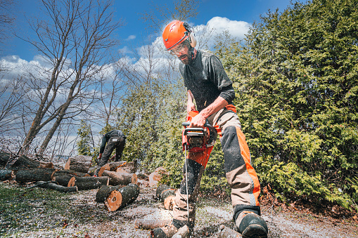 After a sick maple tree has been cut down, two arborists are busy with the branches and trunk of a tree.
