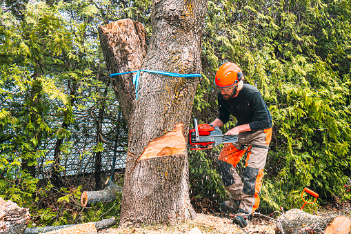 After the upper part of a sick maple tree has been cut down, the arborist is sawing the trunk, with a chainsaw.