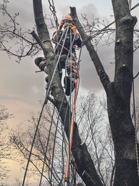 istock Preparation of a tree specialist! 1340745859