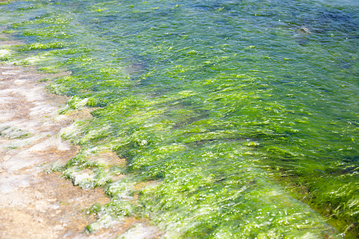 Underwater landscape, Black Sea. Green, red and brown algae on the seabed (Ulva, Enteromorpha, Ceramium, Cladophora, Porphira)