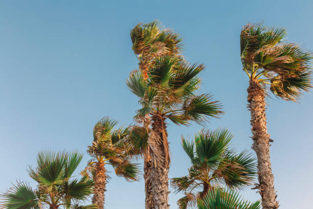 istock view of tall mediterranean palm tree at sunset and wind moving the branches on blue sky. tropical vacations concept 1340747266