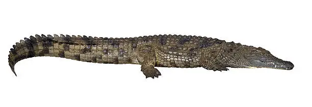 Photo of Crocodile isolated on white background