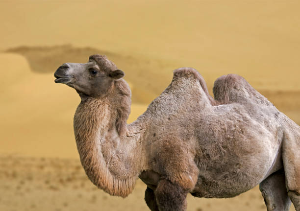 istock Mongolian camel / domestic Bactrian camel (Camelus bactrianus) in desert, native to Central Asia 1340748605