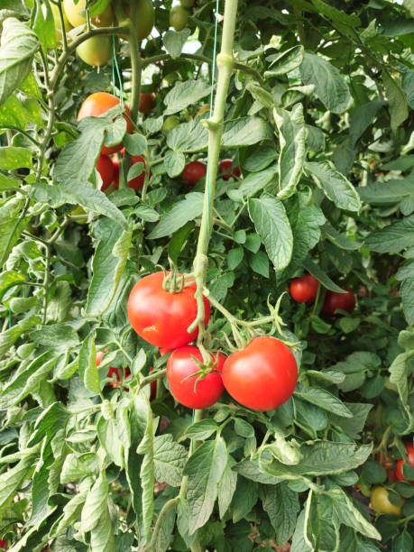 istock Tomatoes growing in greenhouse 1340748955