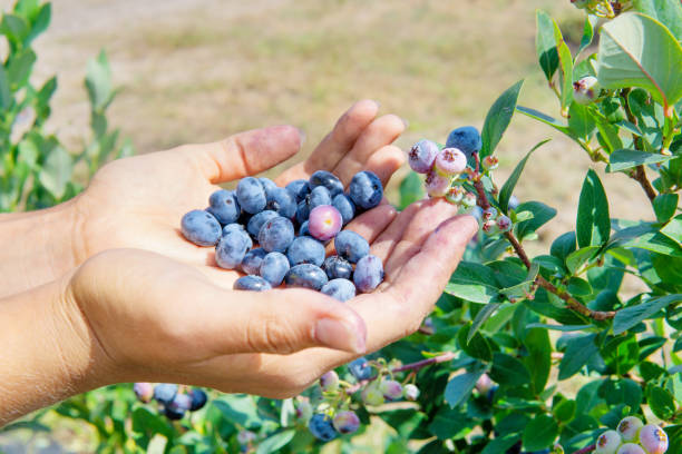 istock Handful of blueberries 1340750100