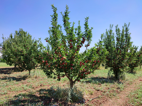 Orchard with fruit trees in a field in summer