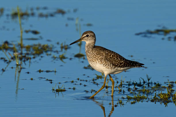 istock Wood sandpiper (Tringa glareola) 1340750758