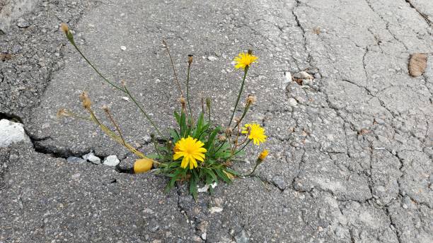 istock yellow flower sprouted through the asphalt 1340751700
