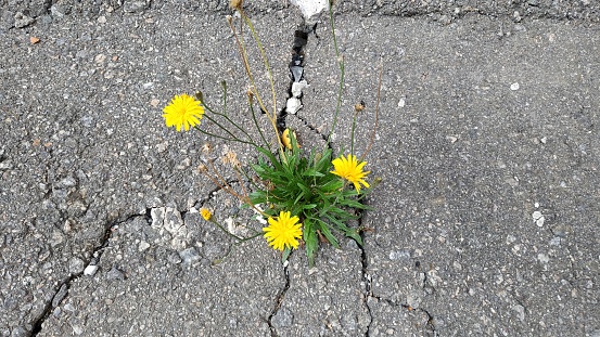 yellow flower sprouted through the asphalt