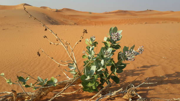 Beautiful American silk cotton (Calotropis procera) plant growing in the empty desert stock photo