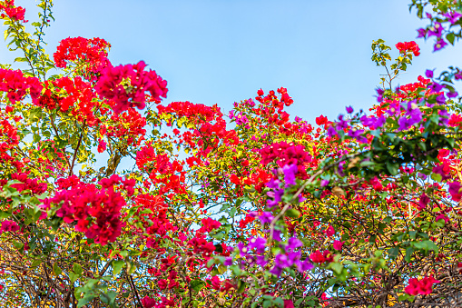 Tropical bushes trees of bougainvillea flowers blooming outdoors outside with red, purple colors and green foliage leaves isolated against blue sky on Naples, Florida street