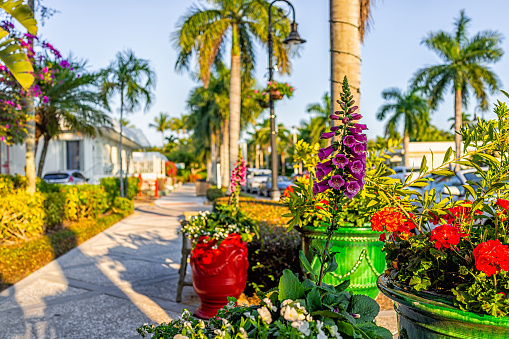 Camino de la acera de la calle del centro al atardecer en Naples, Florida con flores púrpuras de dedalera digitalis en macetas y macetas de geranio al aire libre en clima tropical photo