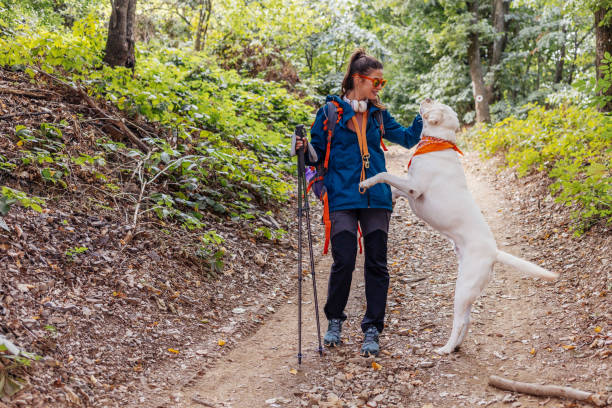istock Walking the dog through the woods 1340753866