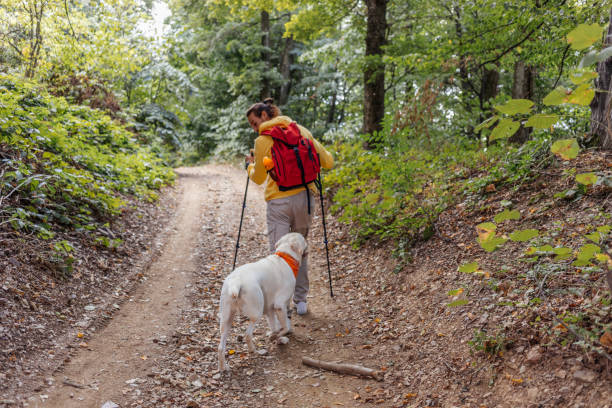 istock Walking the dog through the woods 1340753899