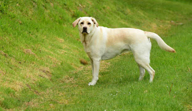 istock Labrador Retriever in England 1340754243