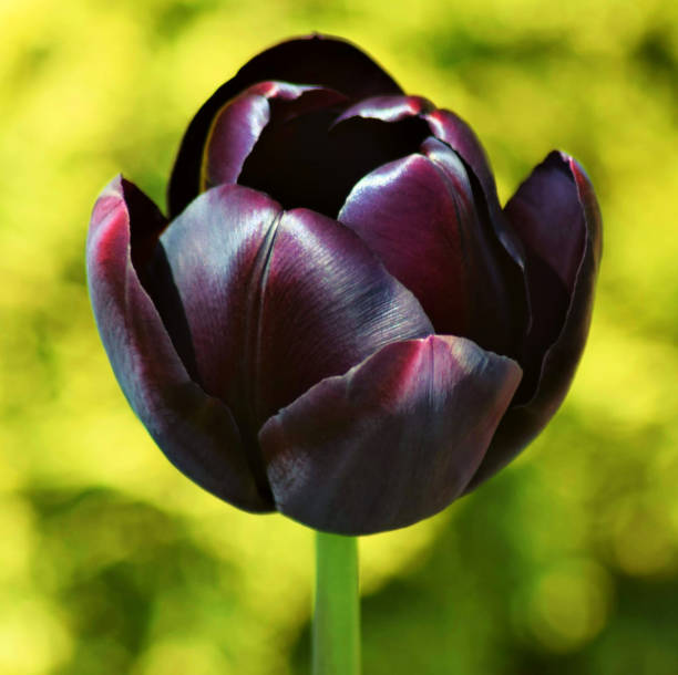Liliaceae 'Queen Of The Night' - Tulip Tulip - 'Queen of Night' bears glossy, dark purple to maroon flowers in late spring. Hever Castle And Grounds, Kent, UK. Hever Castle stock pictures, royalty-free photos & images