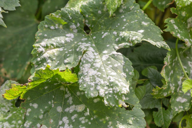 Oidium and Powdery mildew of grape. Selective focus. Horizontal. Topic - diseases and pests of fruit trees and grapes, control of plant diseases. Fungal disease of grapes. Uncinula necator. Erysiphe necator mildew stock pictures, royalty-free photos & images