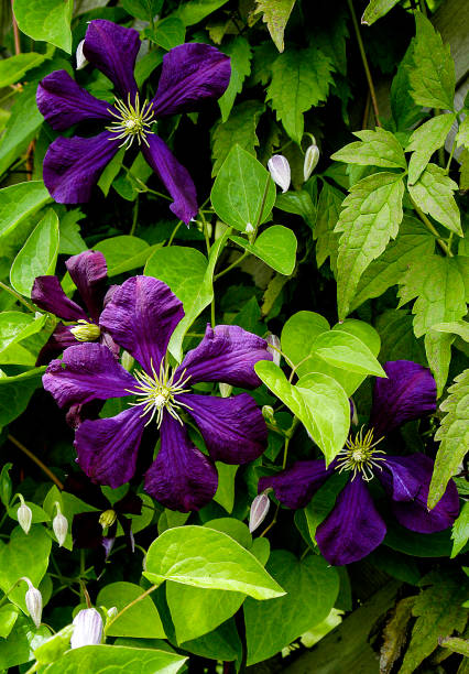 istock Purple Clematis growing up a wall trellis. 1340756876