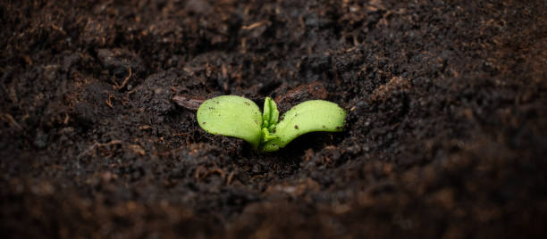 cannabis plant growing, a small green sprout of marijuana with ground stock photo