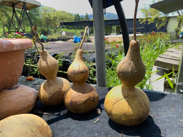 istock Dried pumpkin shaped like a wine bottle 1340760522