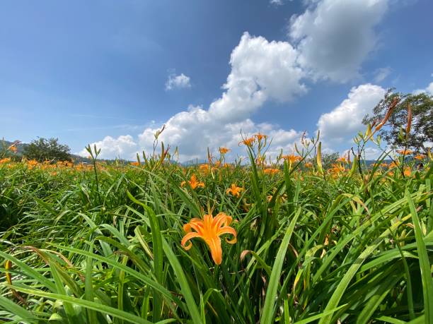 istock Golden Needle Flower and the blue sky 1340760972