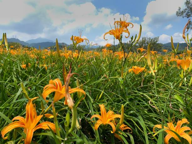 istock Golden Needle Flower and the blue sky 1340761050
