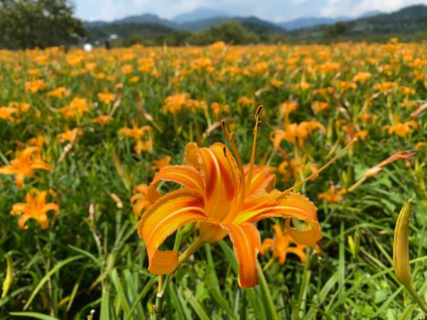 istock Golden Needle Flower and the blue sky 1340761112