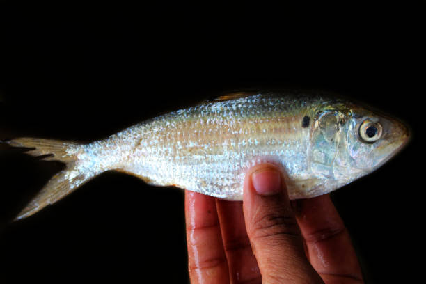 istock Silver megalopes cyprinoid fish in hand in nice dark black background 1340761922