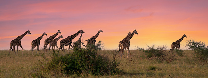 Baringo Giraffe (Giraffa camelopardalis), Murchison Falls National Park, Uganda
