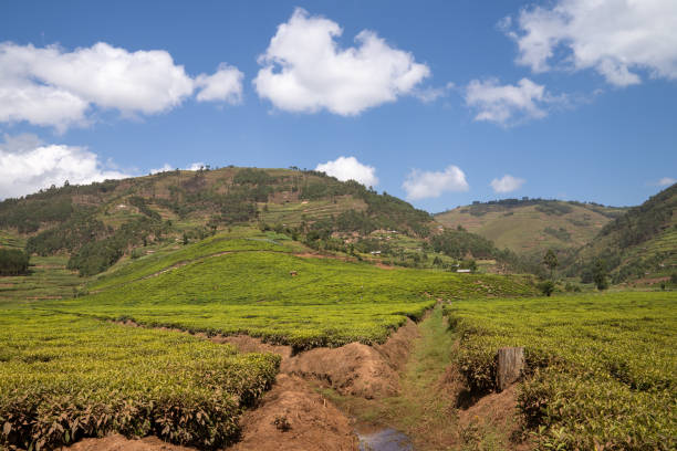 istock Landscape of Uganda 1340764029