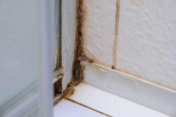 istock Mold fungus and rust growing in tile joints in damp poorly ventilated bathroom with high humidity, wtness, moisture and dampness problem in bath areas concept 1340765941