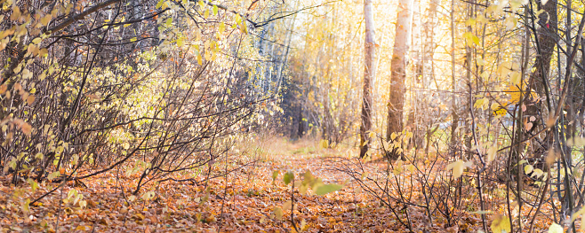 Panoramic forest autumn landscape with colorful leaves and trees